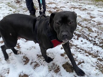 GORA K ADOPCI - něžné plaché zlatíčko - 6