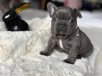 Francouzsky buldoček - 6