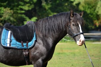 Osmiletý valach welsh cob D - 6