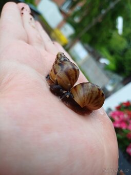 Lissachatina reticulata dark body - 6