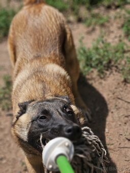 Belgický ovčák malinois fenka s PP - 6