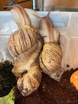Africký šnek- lissachatina reticulata, oblovka síťkovaná - 6