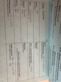 Kobyla na rekreaci, společník, do chovu - 6