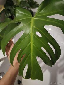 Monstera Deliciosa - 6