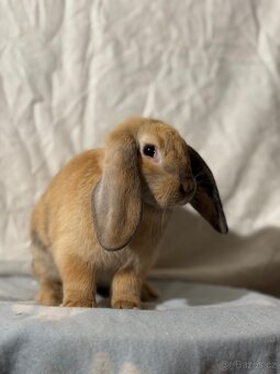 Beránek - Lola - 6