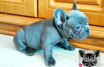 Francouzský buldoček modrý - French bulldog blue - 6