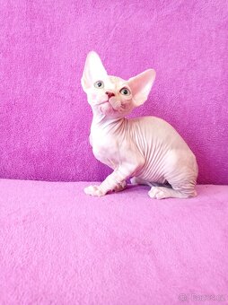 SPHYNX koťátka bez PP - 6