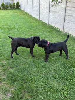 🐾 Rezervace štěňat Cane Corso – bez PP 🐾 - 6