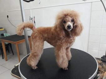 Pudl toy fawn s PP - 6