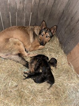 Štěňata německého ovčáka - 6