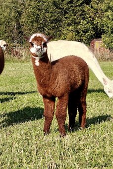 Rezervace alpaciho samecka - 6