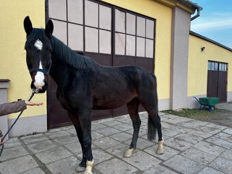 mladý valach po Corlensky Ruf - 6