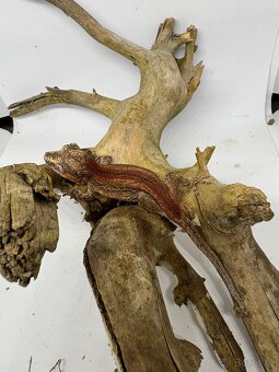 Rhacodactylus auriculatus - 6