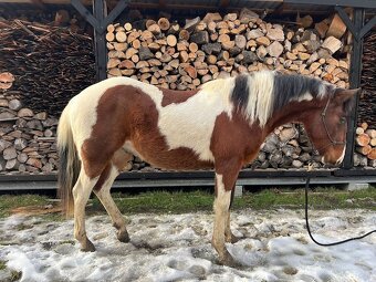 APH Valach 2 roky paint horse - 6