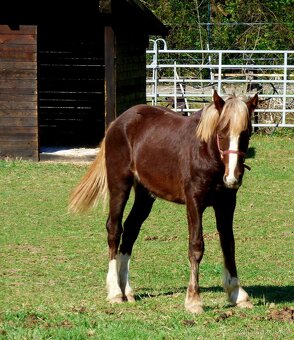 Welsh Cob C, Welsh pony - 6