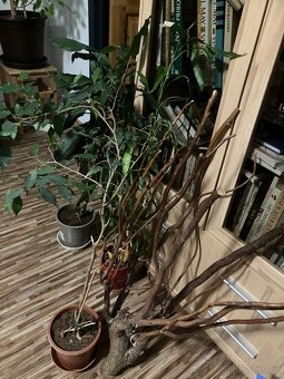 Terárium na chameleona s příslušenstvím - 6