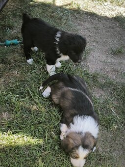 Border kolie - 6