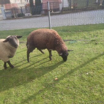 Sufolk 2 barany, 2 ovce Zwartbles - 6