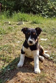 Štěňata JRT a Bernský salašnický - 6