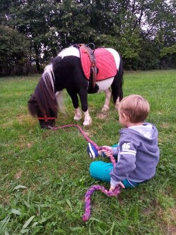 Shetland pony - 6