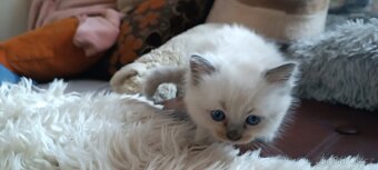 Koťátka Ragdoll - 6