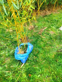 Žlutý bambus Phyllostachys - 6