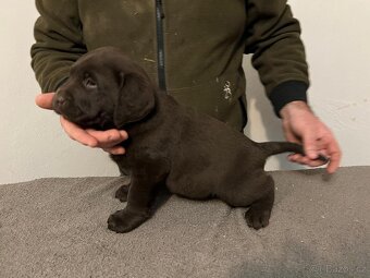 Labradorský retrívr - tmavě hnědá - 6