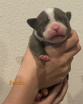 American Bully XL - štěňata - rezervace - 6