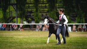 Prodáme valáška Welsh mountain pony - 6