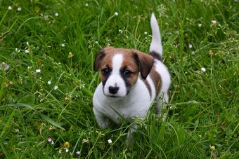 Štěňata Jack Russell terier, dvě fenky - 6