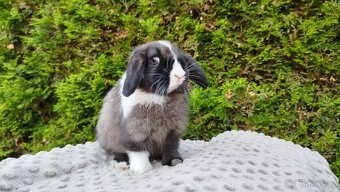 Zakrslý beránek, králík, králíček - TEA - 6