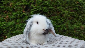 Zakrslý beránek, králíček, králík - MOLLY - 6