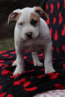 Americký stafordšírský teriér s PP pejsek CHAOS - 6