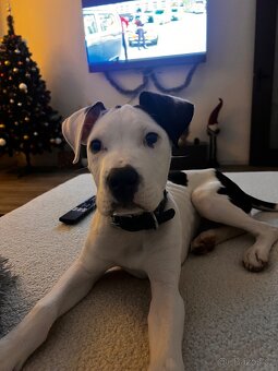 Am Staff kríženka - 6