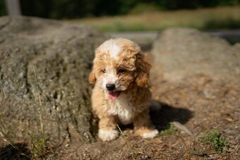 Maltipoo - 6