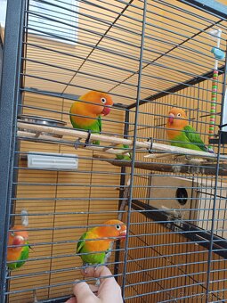 Prodám 2 papoušky Agapornis Fischeri Opalín - 6