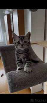 Nabídka britských koťátek Whiskas - 6