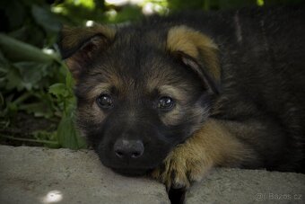 Německý ovčák s PP - 6