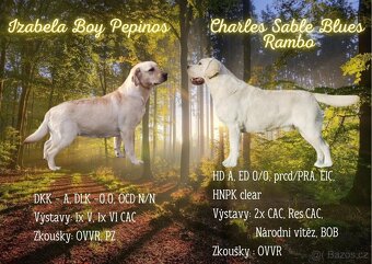Nabídka štěňat labradorského retrievera - 6