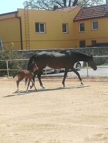 Chovná klisna A1/1 možno i s letošní klisnou po Lord Rosario - 6