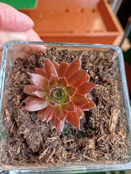 sazenice netřesků 5kč za kus,držáky na truhlíky,ačokča semen - 6