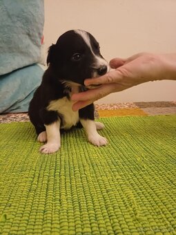 Štěňata bordercolie kříženci - 6
