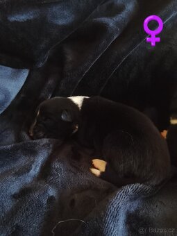 Border kolie štěně - 6