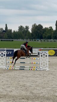 Kobyla do chovu a sportu - 6