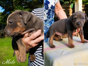 American bully XL - 6