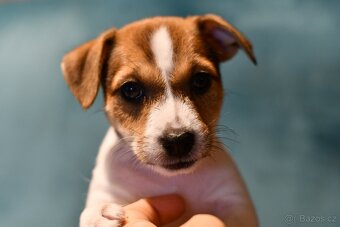 Jack Russell Terrier fena - 6