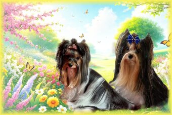 Biewer terrier fenka s PP - 6
