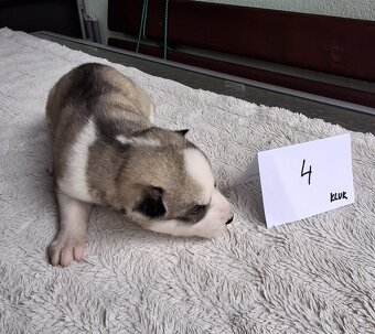 Sibiřský husky - štěňata - 6