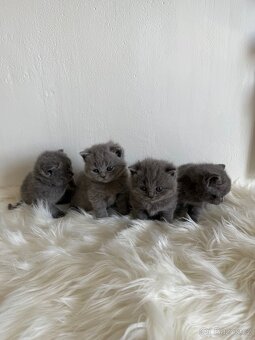 Naše první britská gaučácká koťátka 🐾💙 - 6