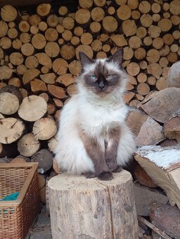 Ragdoll koťátko - 6